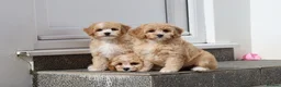 Cavapoochon dogs for sale: Beautiful Cavapoochon puppies for sale - Advert 33