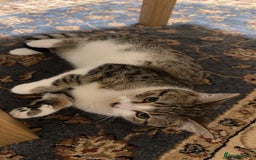 Domestic Shorthair cats for sale: Siblings looking for loving home - Image 15