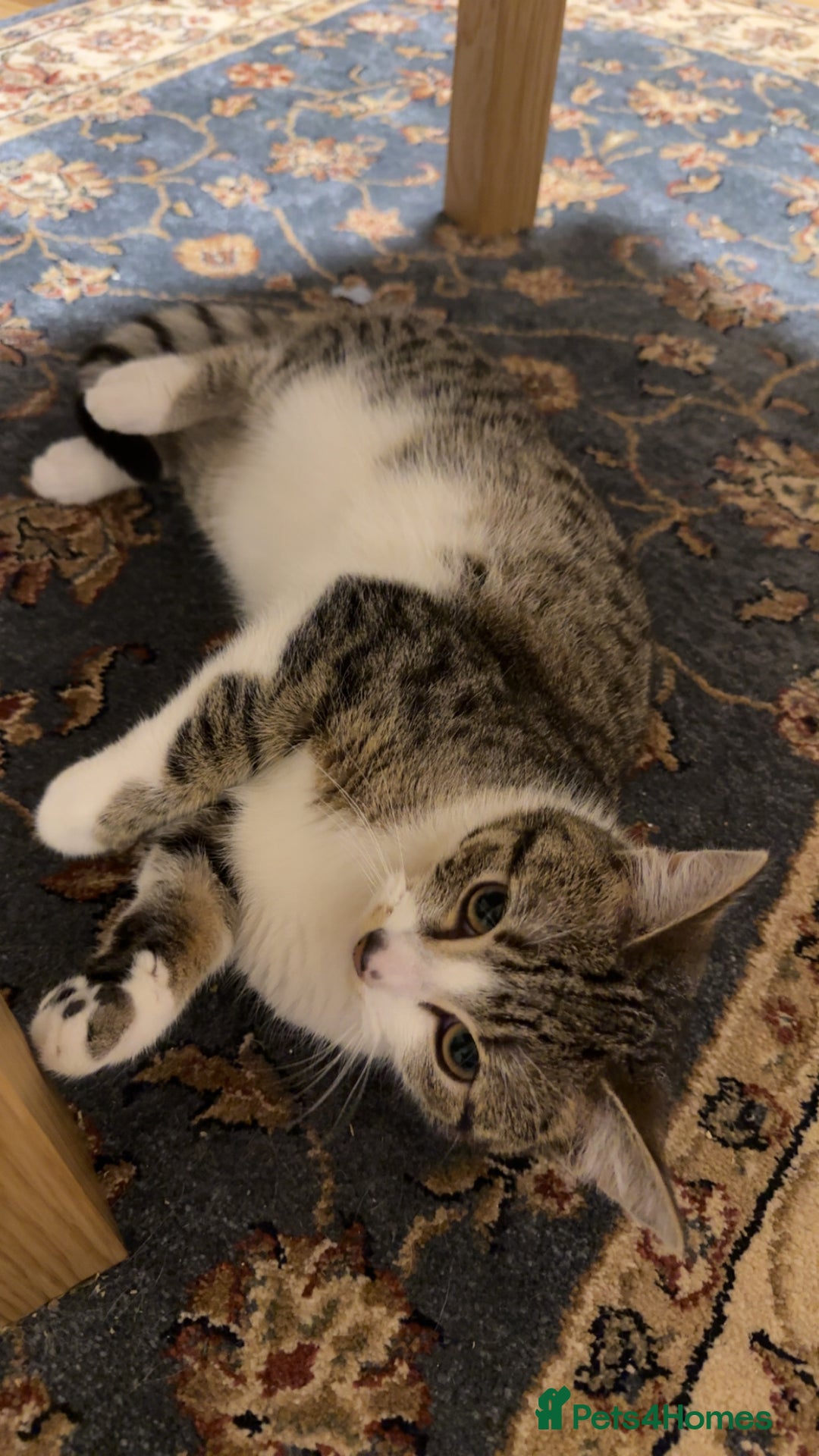 Domestic Shorthair cats for sale: Siblings looking for loving home - Image 15