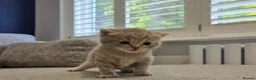 British Shorthair cats for sale: Gorgeous British Shorthair kittens Cute & Adorable - Advert 25