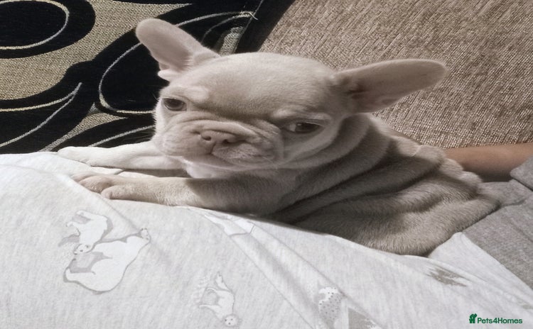 French Bulldog dogs - Advert 1