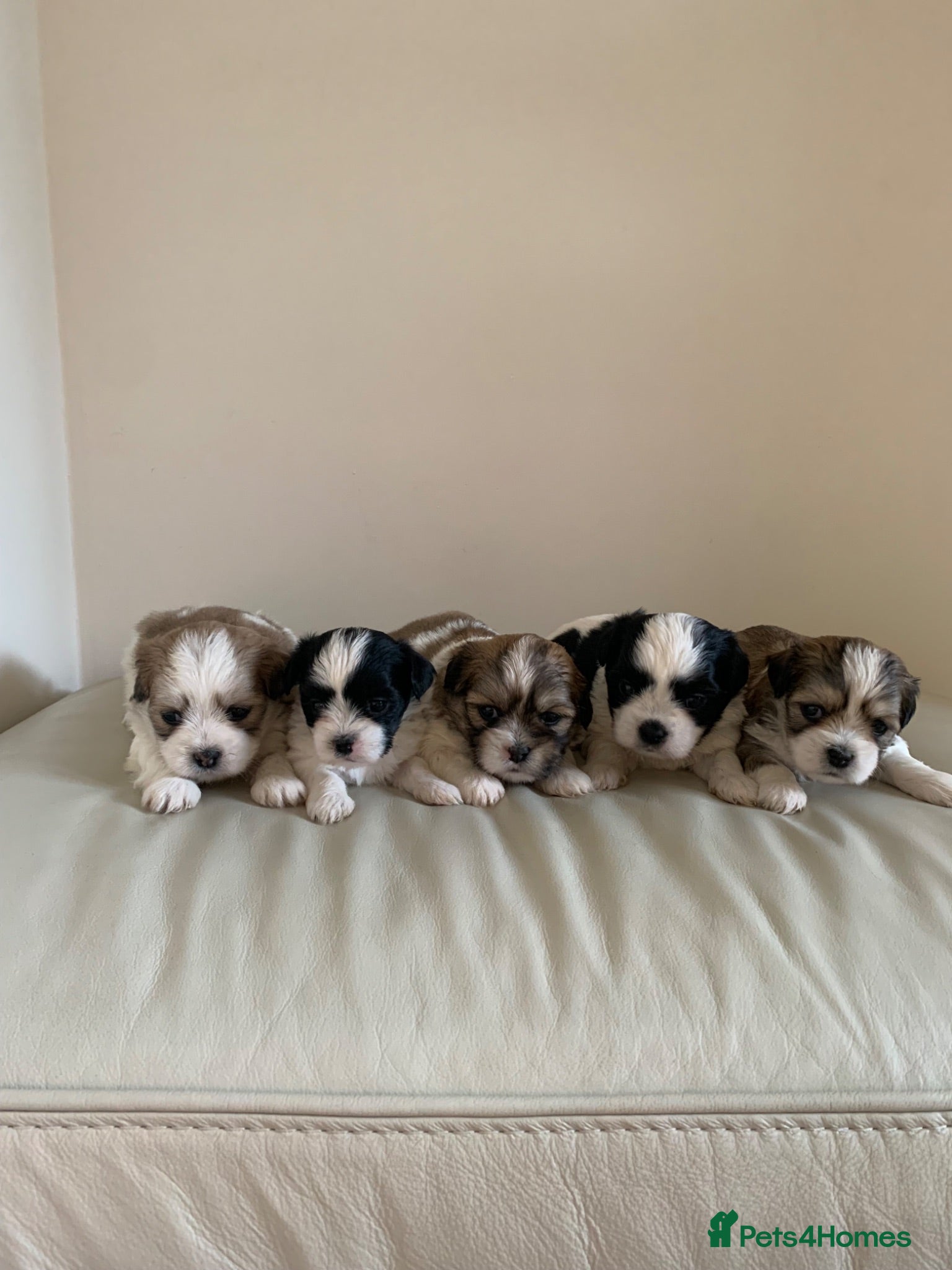 Malshi dogs Malshi puppies  - Advert 1