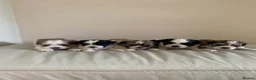 Malshi dogs for sale: Malshi puppies  - Advert 1