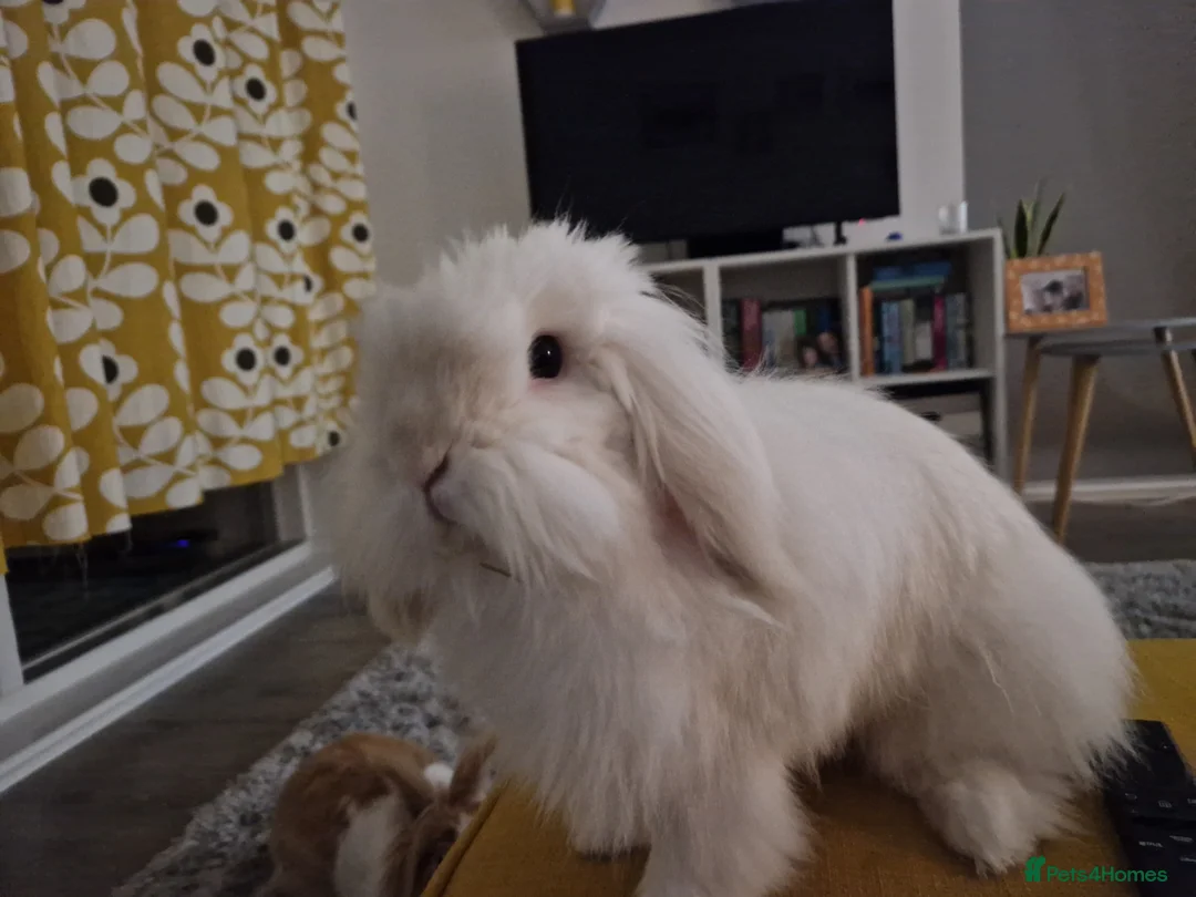 Mixed Breed rabbits for sale: 2 bonded indoor Rabbits looking for a new home - Advert 6