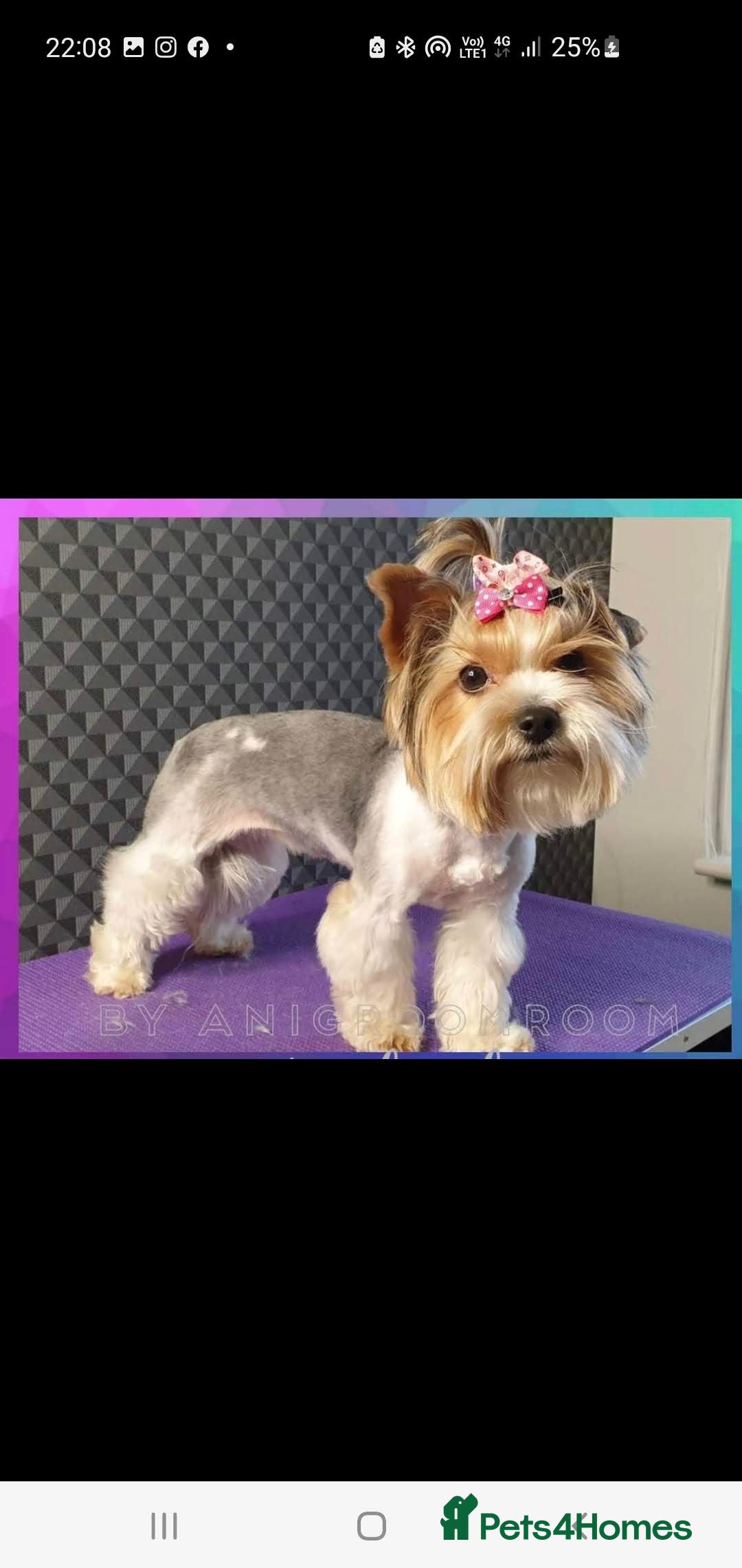 Yorkshire Terrier dogs for sale: Beautiful Biewer Yorkshire terrier puppies  - Advert 27