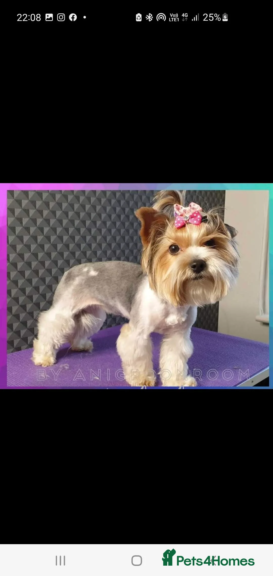 Yorkshire Terrier dogs for sale: Beautiful Biewer Yorkshire terrier boy - Advert 7