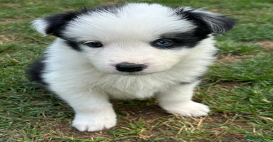 Border Collie dogs - Advert 15