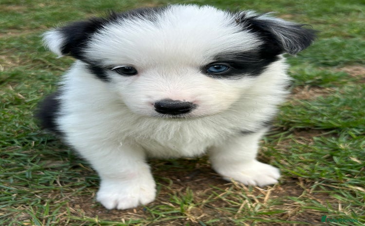 Border Collie dogs - Advert 3