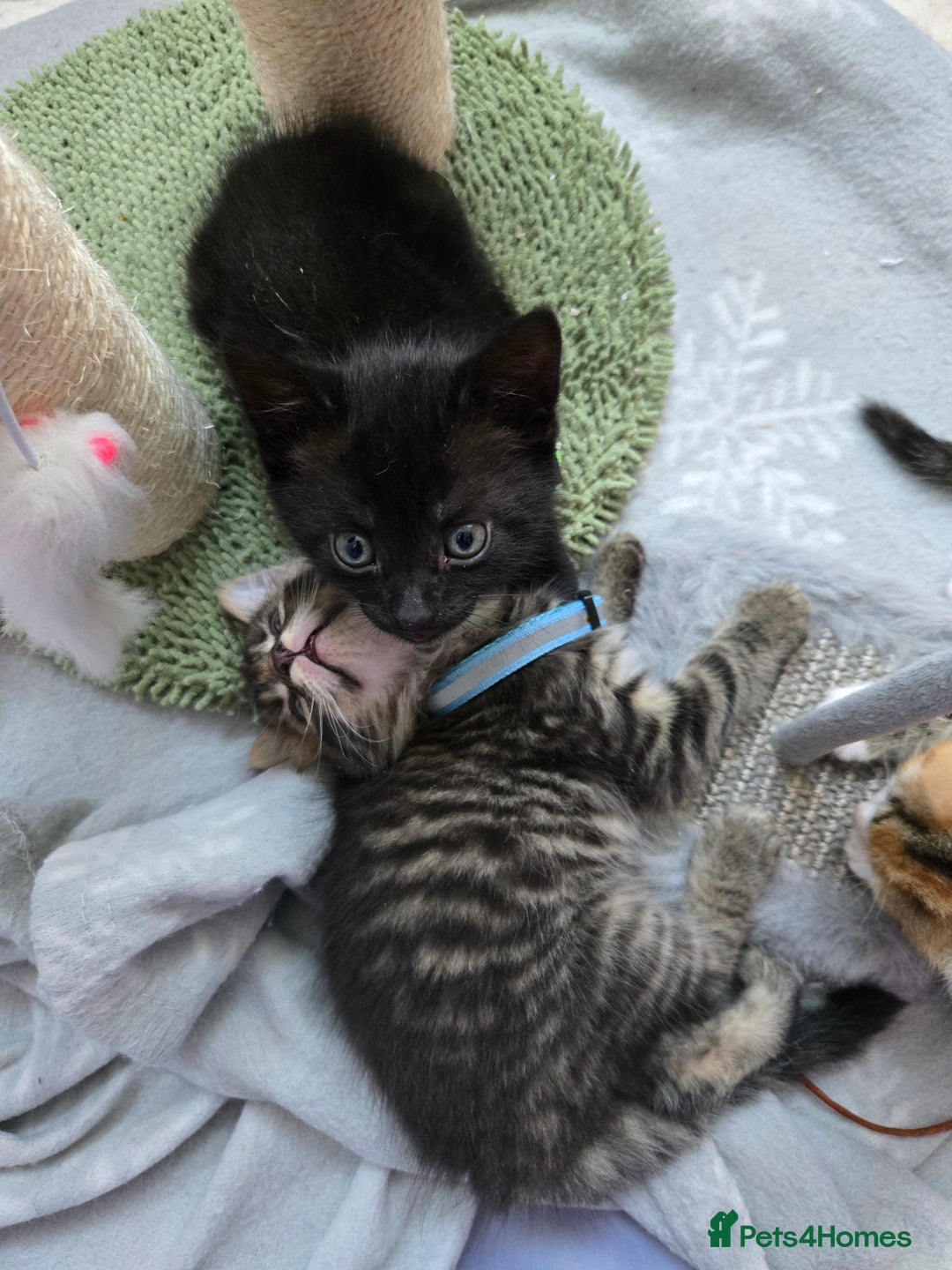Mixed Breed cats for sale: 🐾😸kittens😸🐾  - Image 6