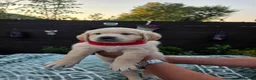 Golden Retriever dogs for sale: 9 beautiful golden retriever puppies - Advert 10