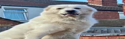 Pyrenean Mountain Dog dogs for stud: Come and have a look at this beast with high IQ in Southampton - Advert 4