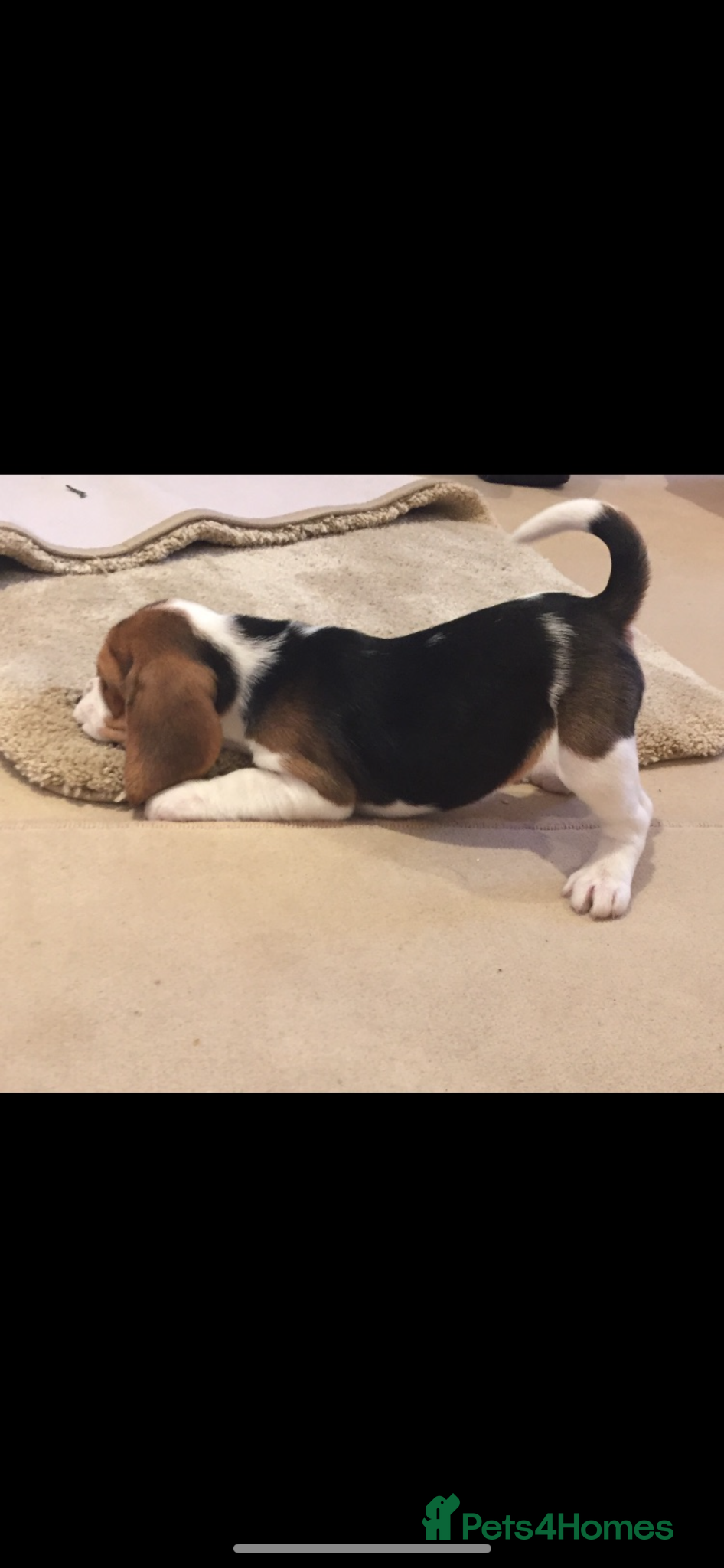 Beagle dogs Charterwood/Duffose Show win Kc registered, ,,   - Advert 5
