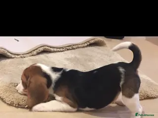 Beagle dogs Charterwood/Duffose Show win Kc registered, ,, - Advert 1