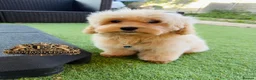 Maltipoo dogs for sale: 👑 Last Exquisite Esponjoso Royal maltipoo Boy 👑 - Advert 5