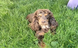 Cockapoo dogs for sale: 🐶Beautiful F1 Cockapoo Puppies🐾 - Image 17