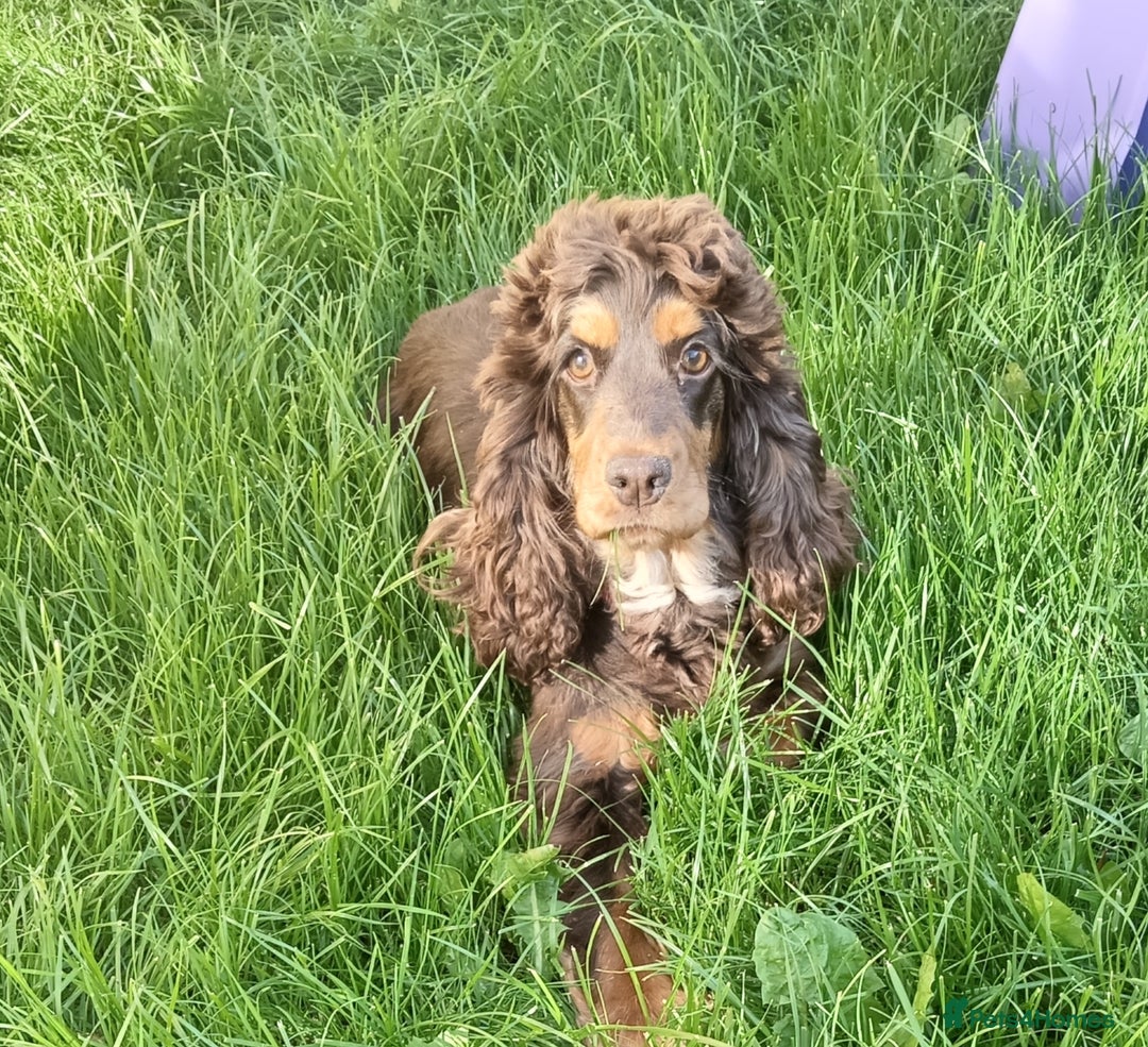 Cockapoo dogs for sale: 🐶Beautiful F1 Cockapoo Puppies🐾 - Image 17
