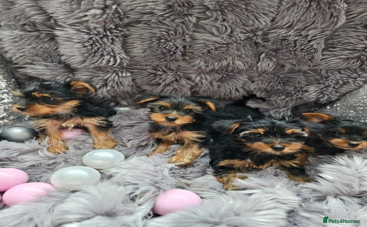 Yorkshire Terrier dogs - Advert 2