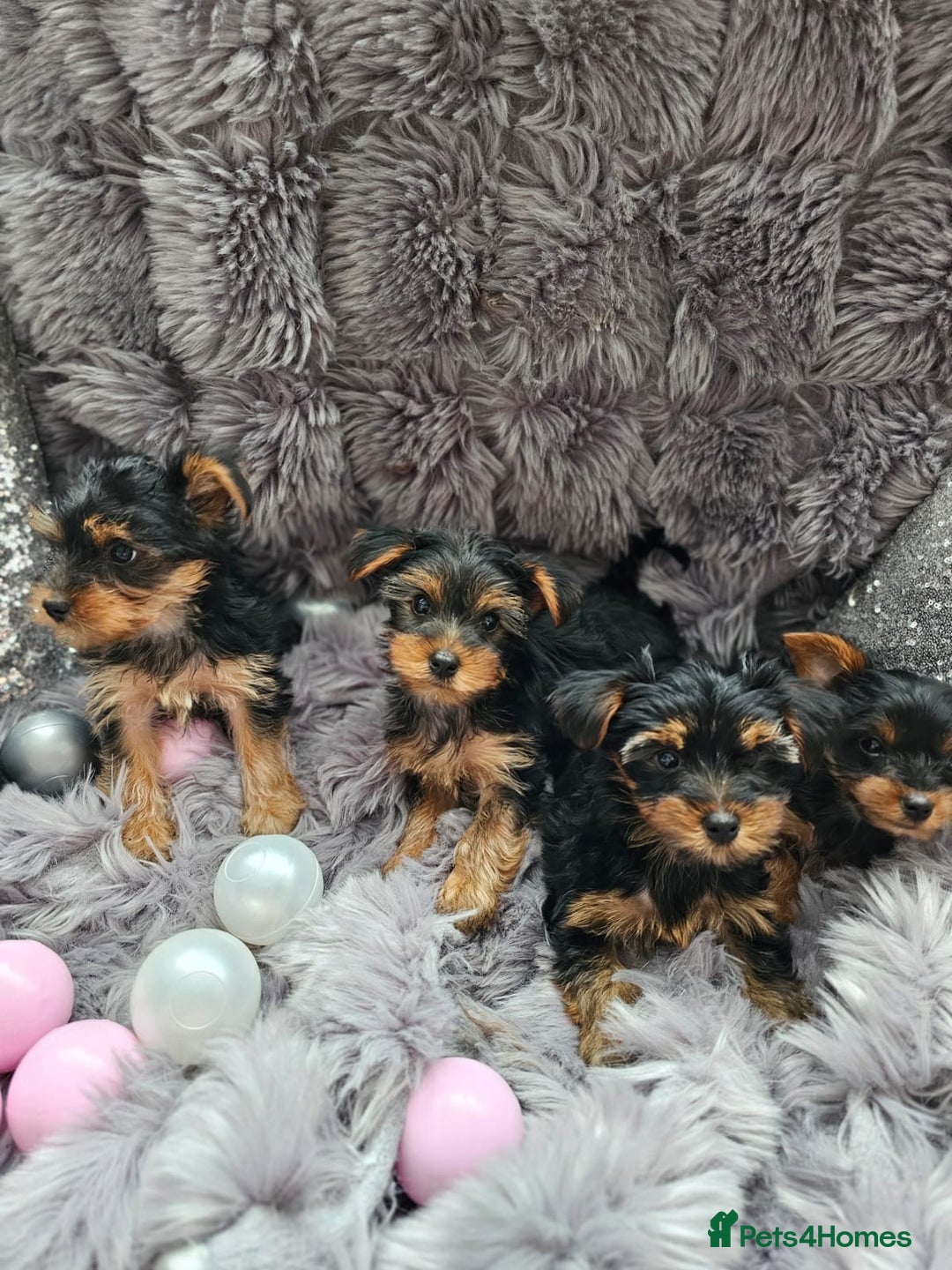 Yorkshire Terrier dogs for sale: Beautiful Yorkshire terrier puppies  - Image 1