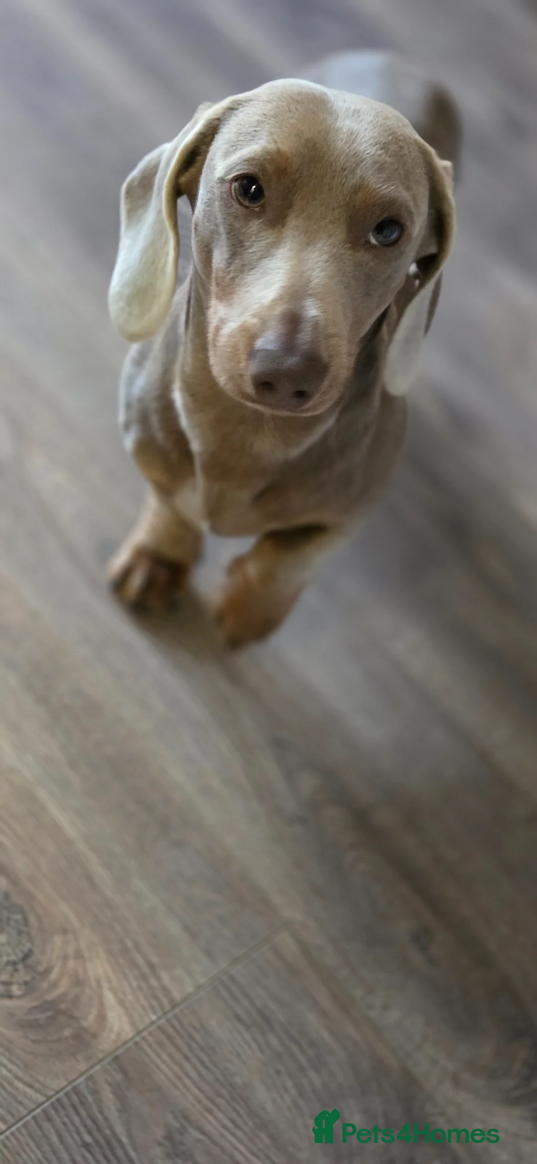 Miniature Dachshund dogs for stud: ** STUD ** Reggie-Roo  - Advert 2