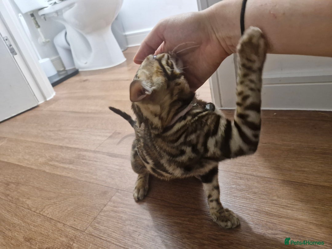 Bengal cats for sale: READY REDUCED TICA Genetic/Health Tested Bengals - Image 35