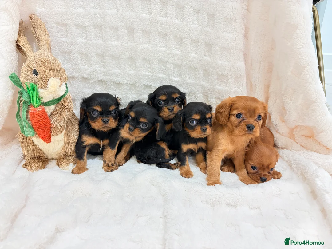 Cavalier King Charles Spaniel dogs for sale: Cavalier King Charles spaniel - Advert 6