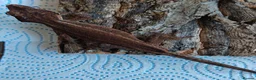Gecko reptiles for sale: Gargoyle geckos - Advert 9