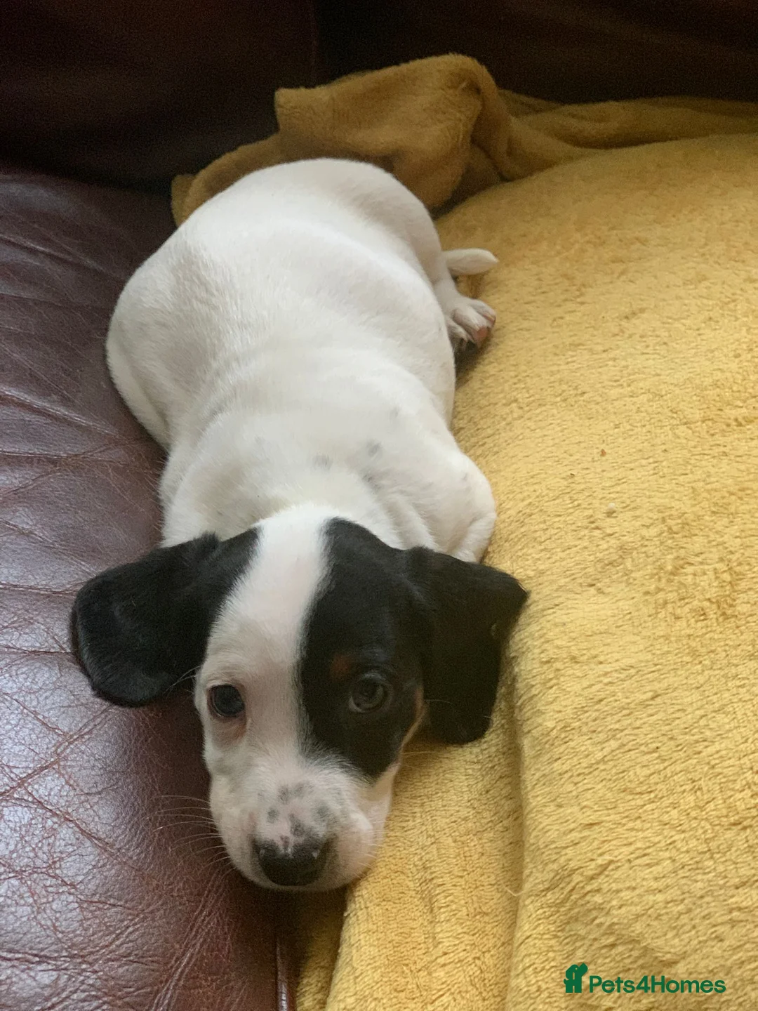 Dachshund dogs for sale: Lovely white dachshunds in Kensington  - Advert 9