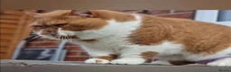 British Shorthair cats for sale: Choc/black ticked tabby white TICA reg  - Advert 6