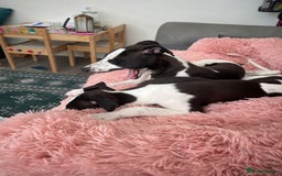 Whippet dogs for sale: KC Registered Whippet Puppies - Image 8