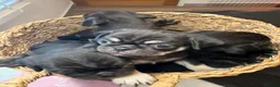 Pug dogs for sale:  Stunning Panda Pug Puppies - Excellent Bloodlines in Rochester - Advert 9