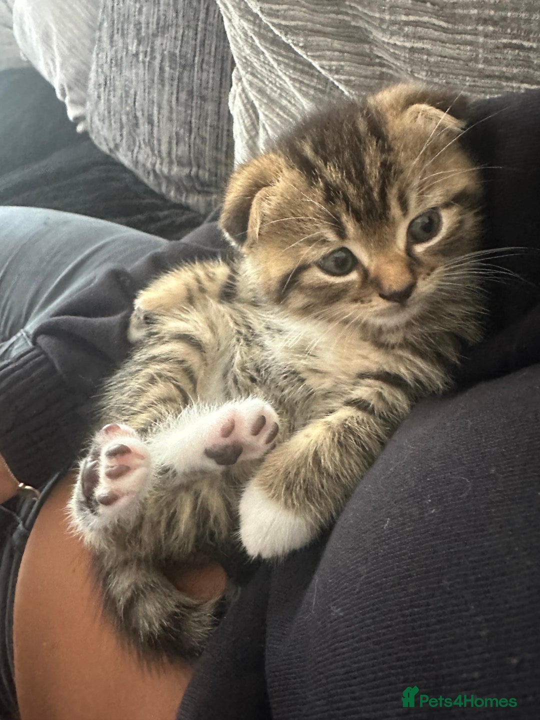 Scottish Fold cats for sale: Ready for his forever home - Image 1