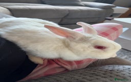 Dutch rabbits for sale: White rabbit assume dutch breed - Image 4