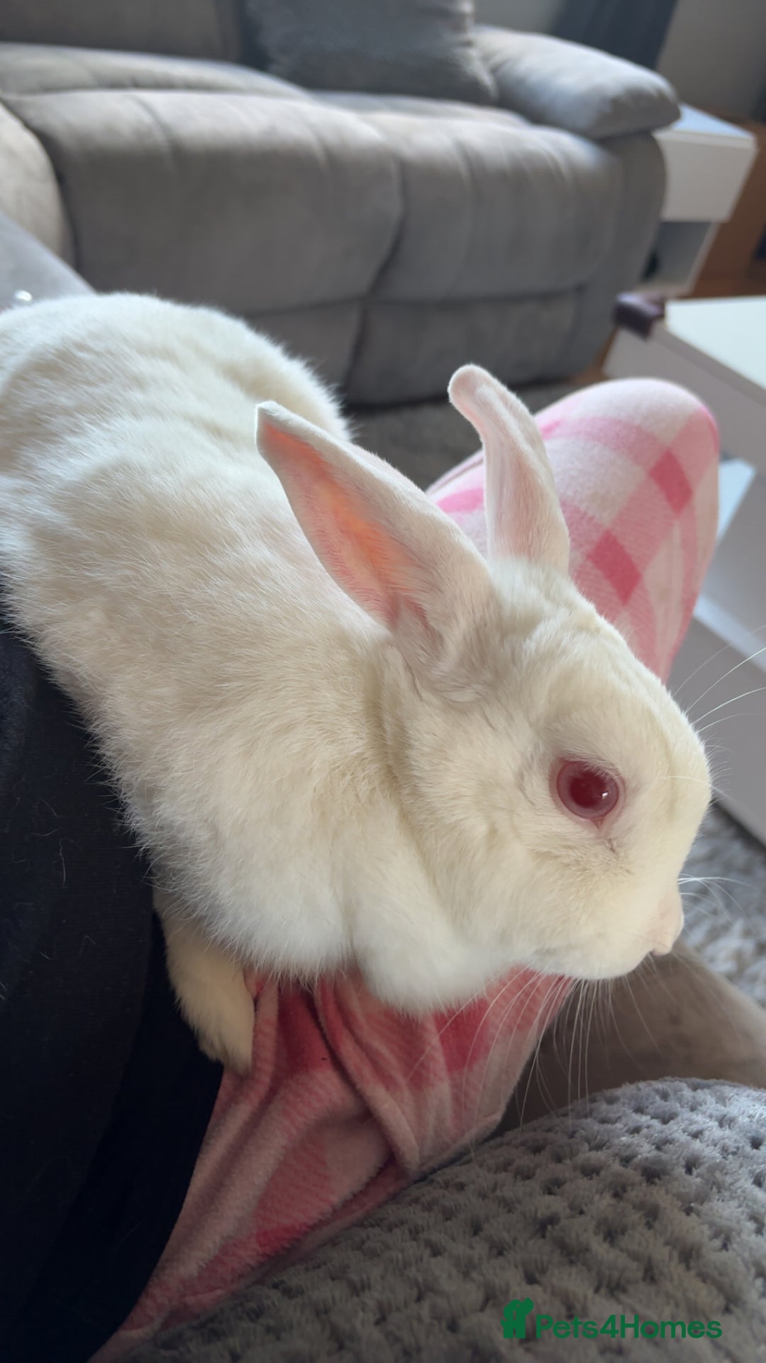 Dutch rabbits for sale: White rabbit assume dutch breed - Image 4