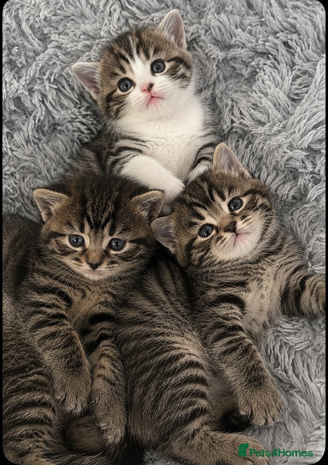 Mixed Breed cats Stunning Bengal x Tabby Kittens Ready Now! - Advert 4