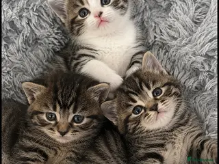 Mixed Breed cats Stunning Bengal x Tabby Kittens Ready Now! - Advert 4