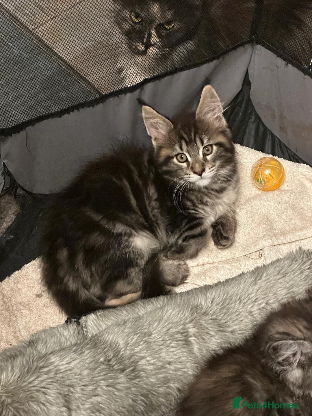 Maine Coon cats for sale: Tica Active Kittens - Advert 5
