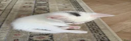 Domestic Shorthair cats for sale: Adorable Kittens - 2 Girls & 3 Boys - Advert 10