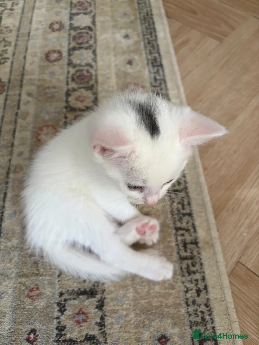 Domestic Shorthair cats for sale: Adorable Kittens - 2 Girls & 3 Boys - Advert 10
