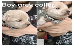 Maltipoo dogs for sale: F2 Mini Maltipoo, 4 boys - Image 6