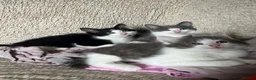 Mixed Breed cats for sale: 3 Male tabby kittens  - Advert 3