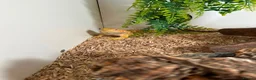 Bearded Dragon reptiles for sale: bearded dragons - Advert 5