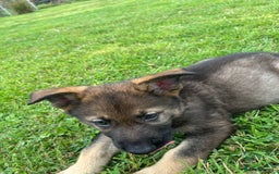German Shepherd dogs for sale: German Shepherd Pups  - Image 26