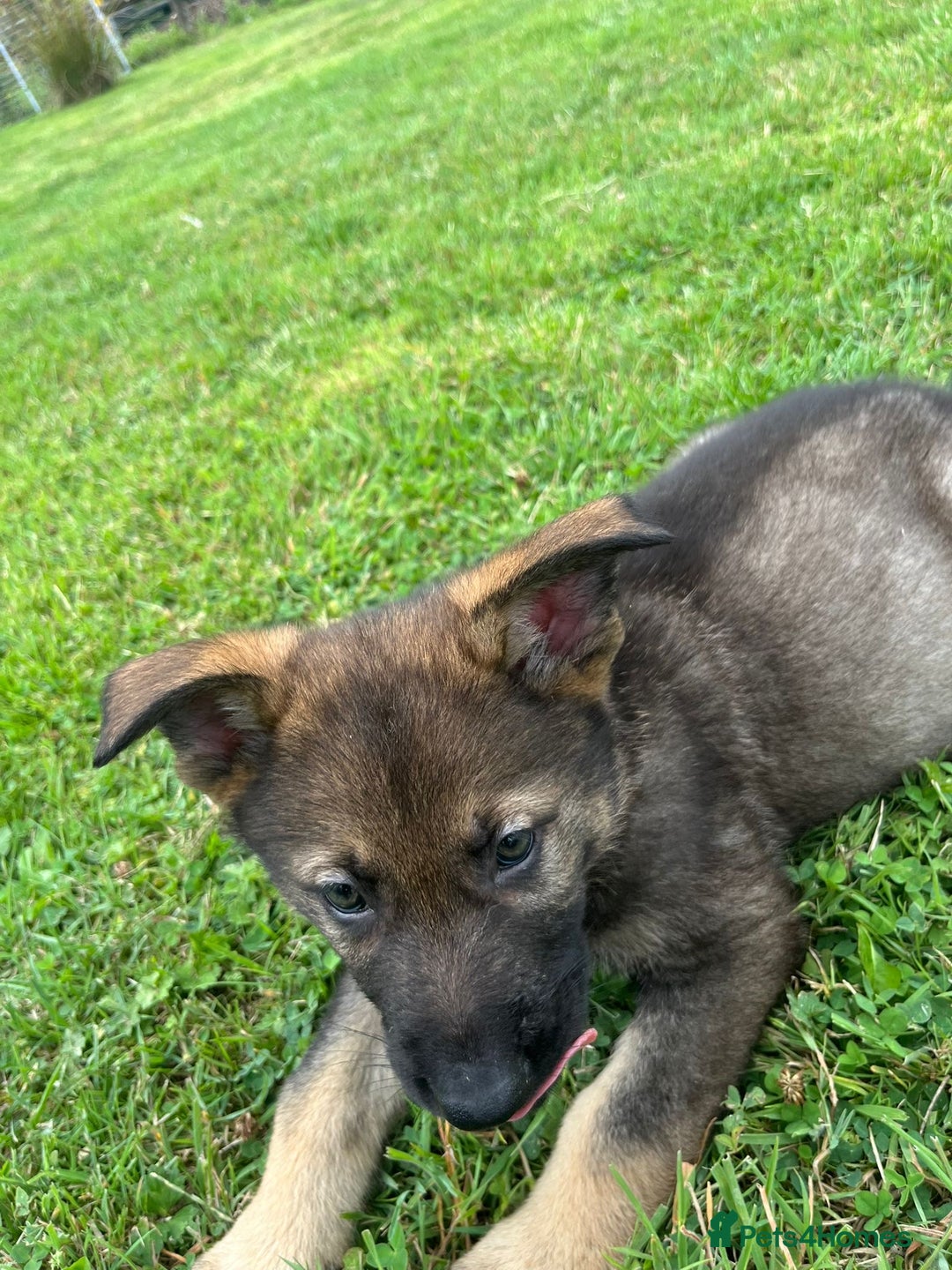 German Shepherd dogs for sale: German Shepherd Pups  - Image 26