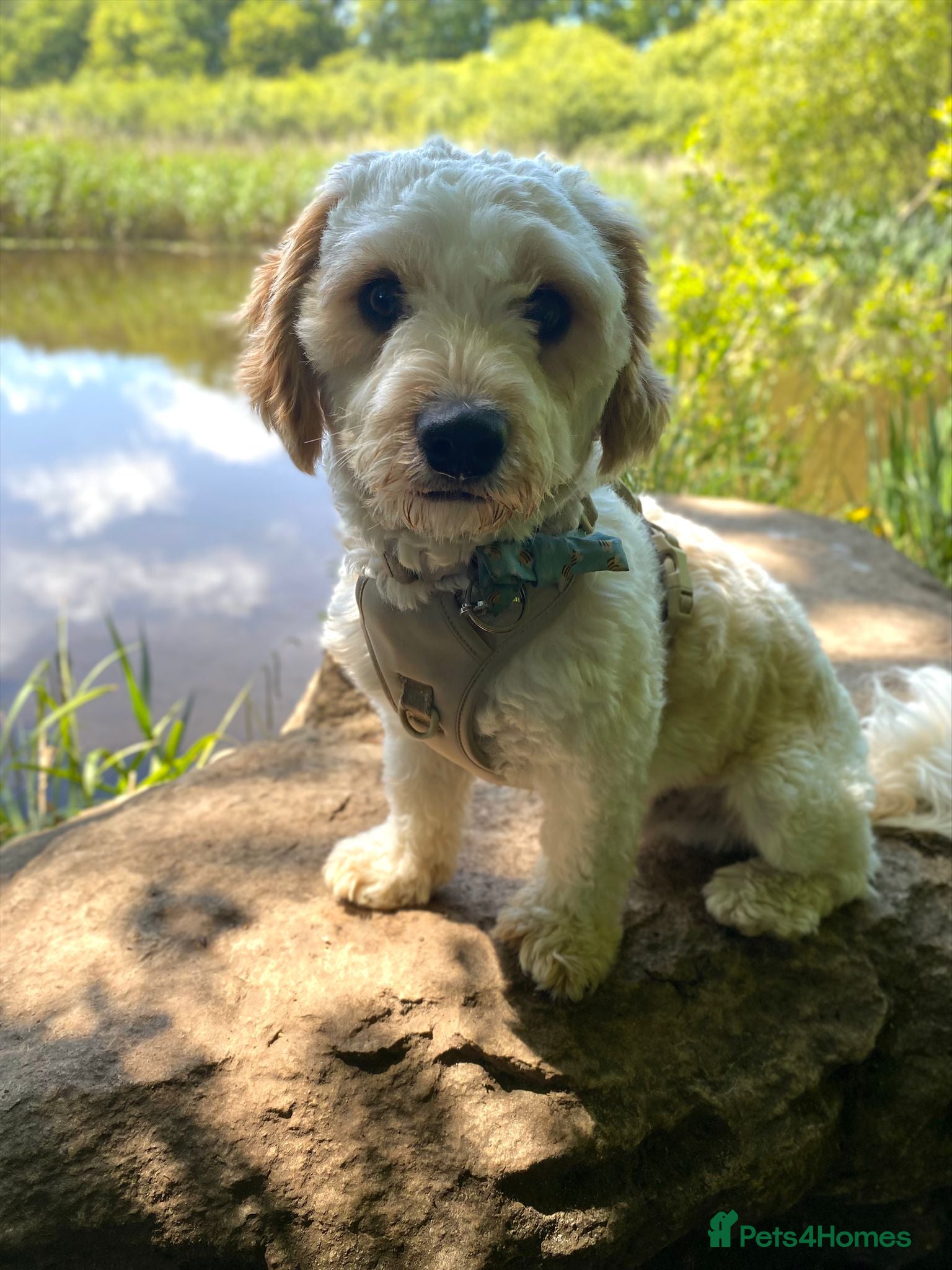 Cavapoo dogs Archie  - Advert 1