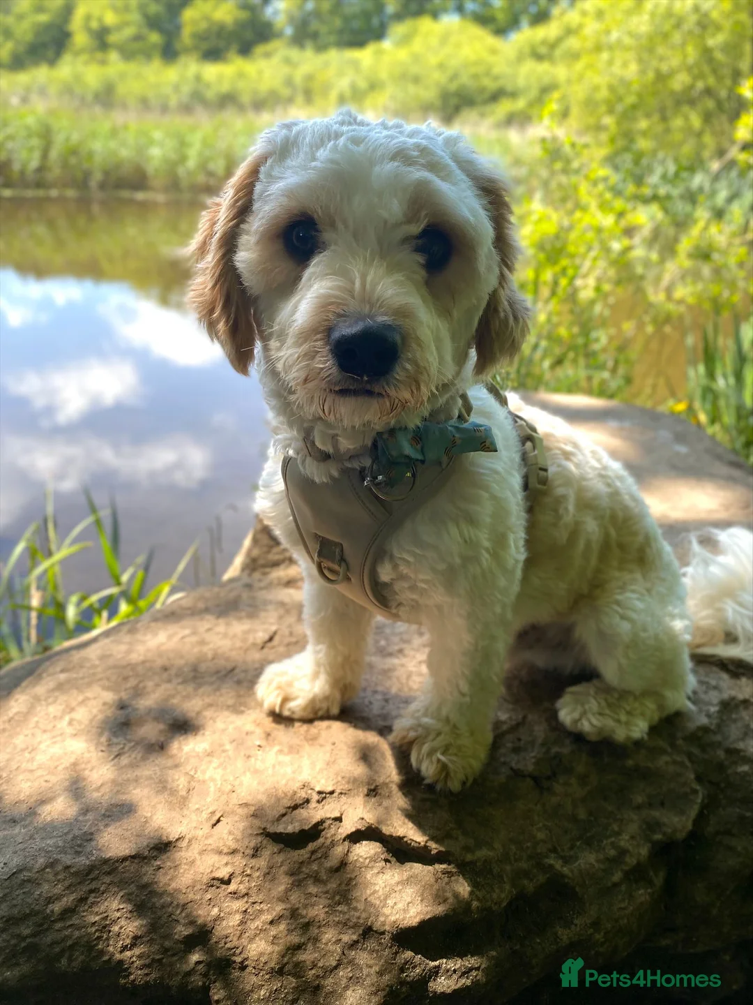 Cavapoo dogs for sale: Archie  in Poole - Advert 1