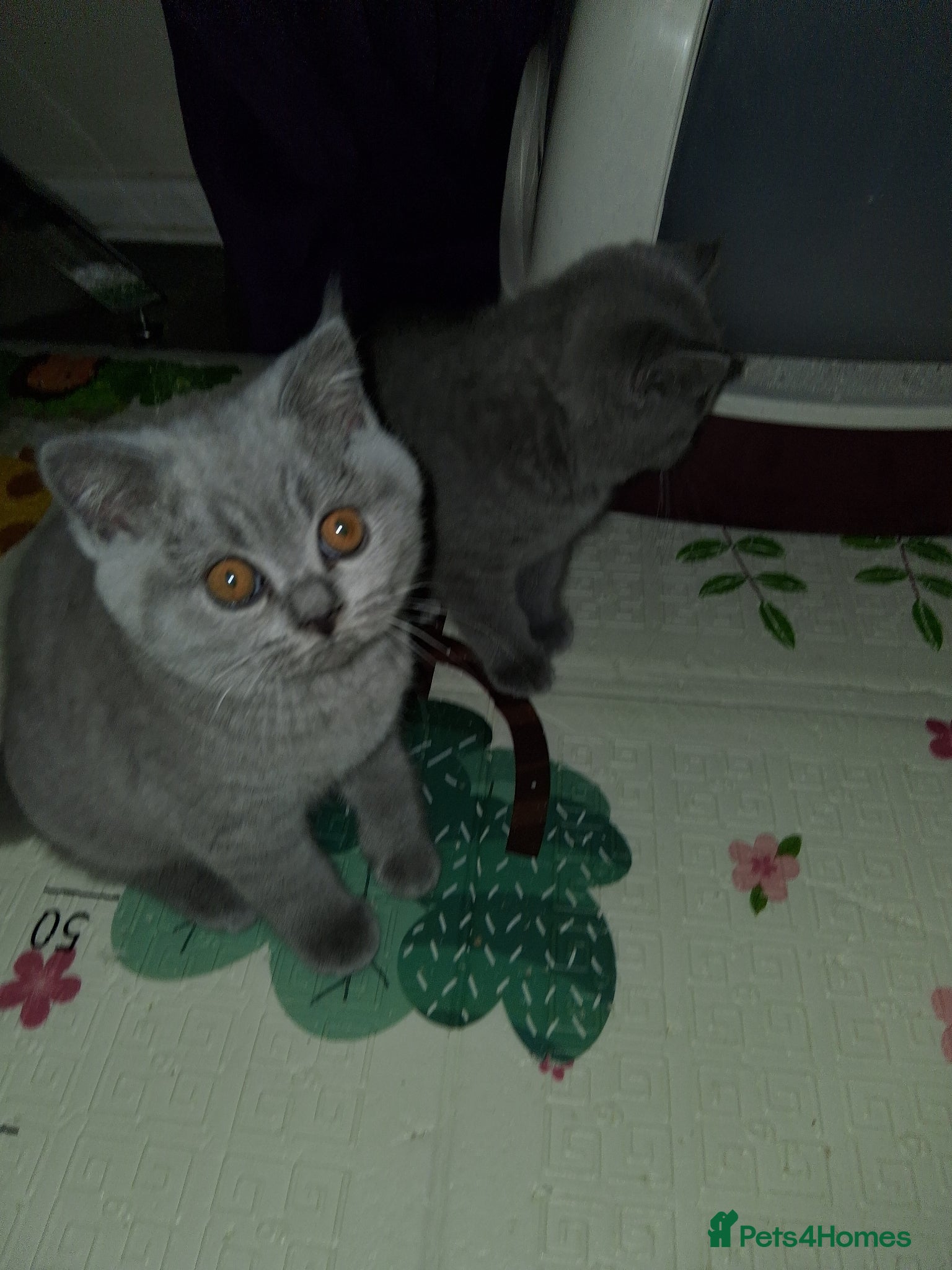 British Shorthair cats BRITISH SHORTHAIR  - Advert 2