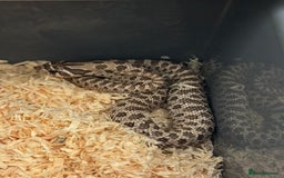 Snake reptiles for sale: 2025 hognose babies and adults  - Image 2