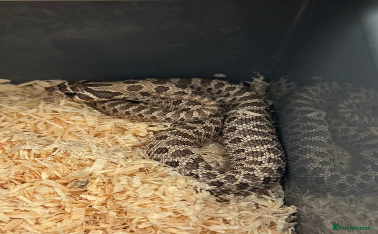 Snake reptiles - Advert 1