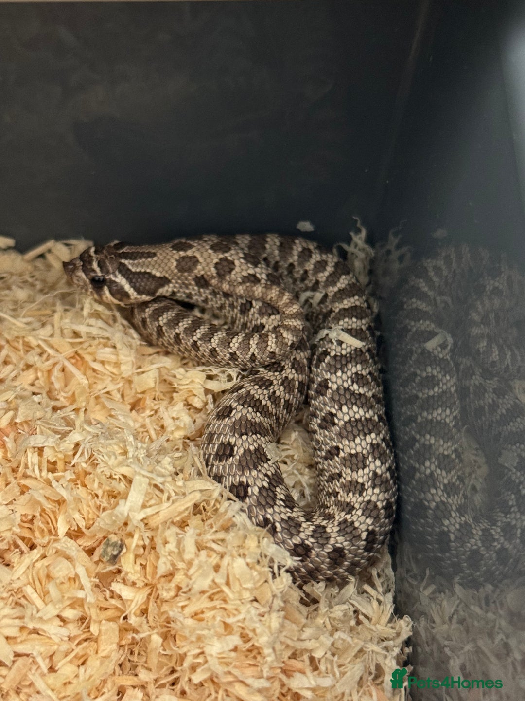 Snake reptiles for sale: 2025 hognose babies and adults  - Image 2