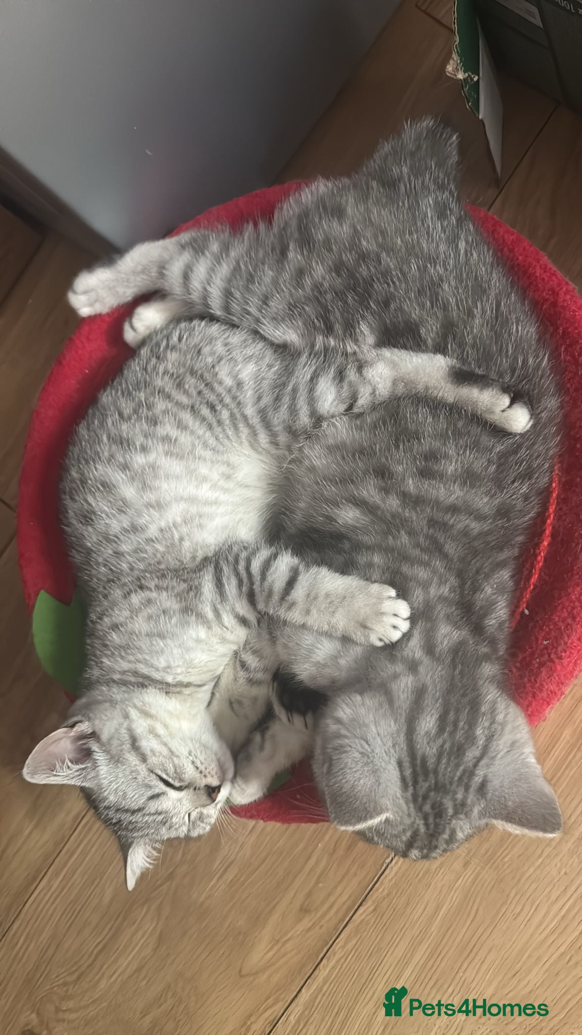 British Shorthair cats *Ready to leave next week* BSH silver Kittens - Advert 1